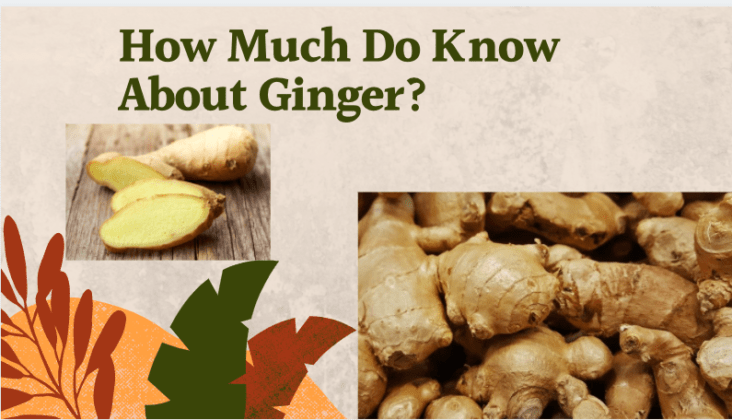 Ginger Facts and Benefits | Teabuddy.ca