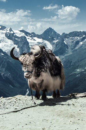 Tibetan-Butter-Tea